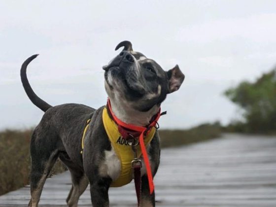 dog on wood dock