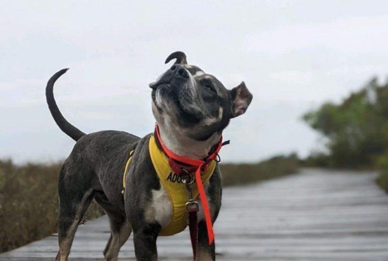 dog on wood dock