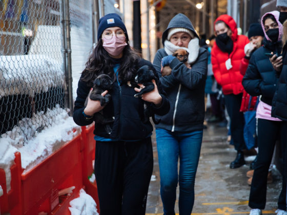 people holding puppies
