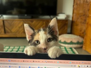 kitten on computer