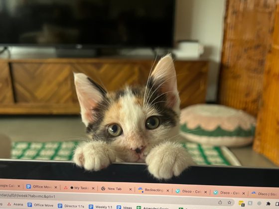 kitten on computer