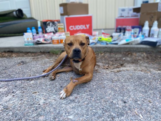 dog with cuddly box