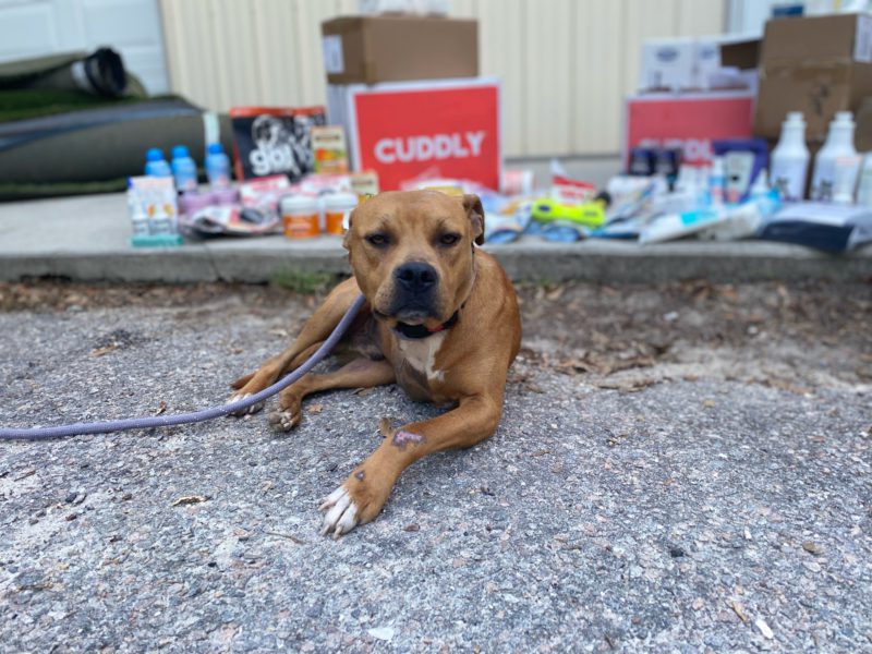 dog with cuddly box