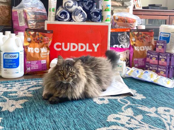cat with cuddly box