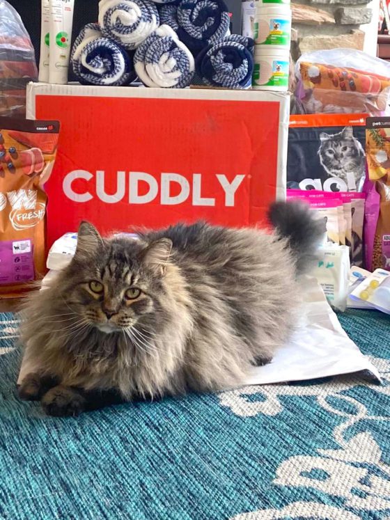cat with cuddly box