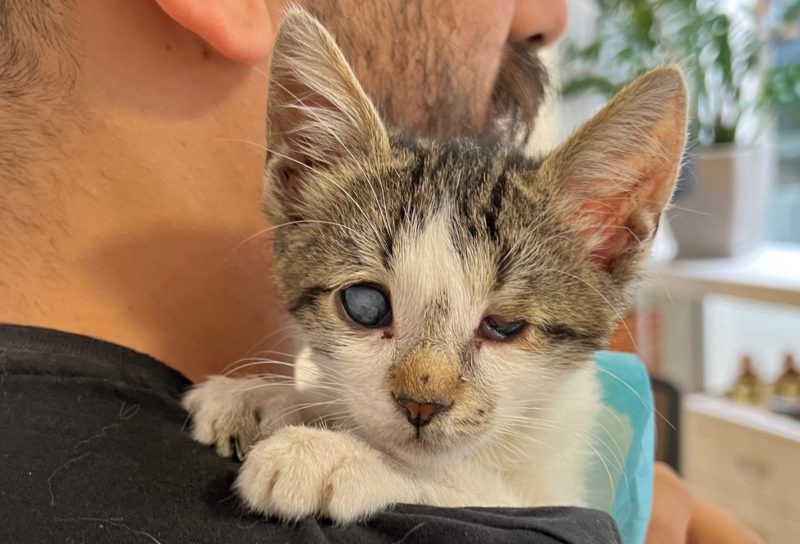 one eye cat