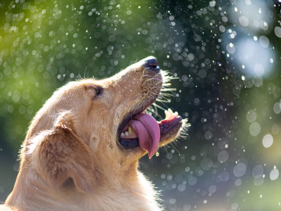 golden retriever water
