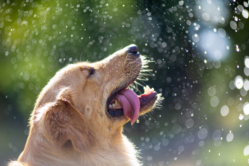 golden retriever water