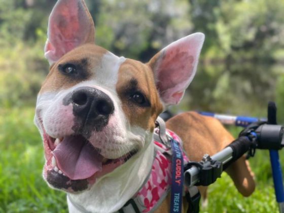 rescued dog with smile