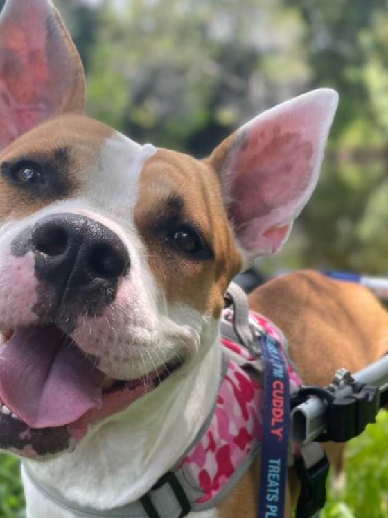rescued dog with smile