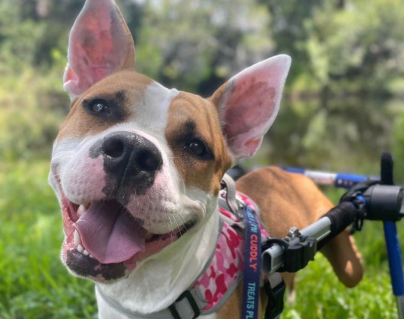 rescued dog with smile