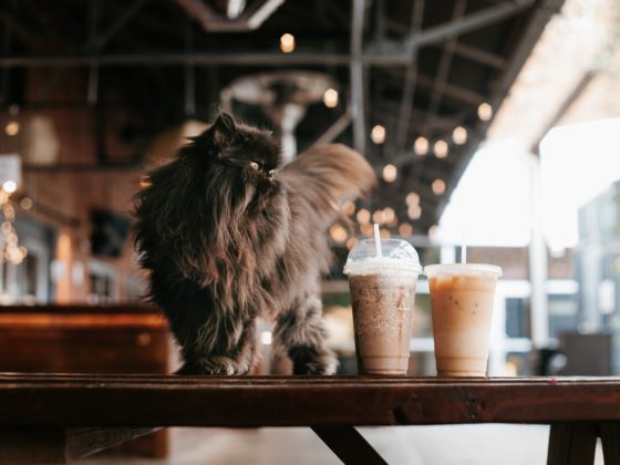 cat and coffees