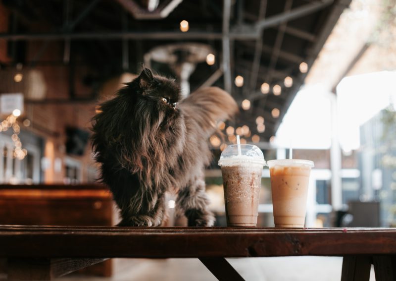 cat and coffees