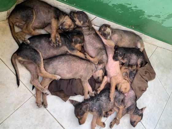 pile of puppies