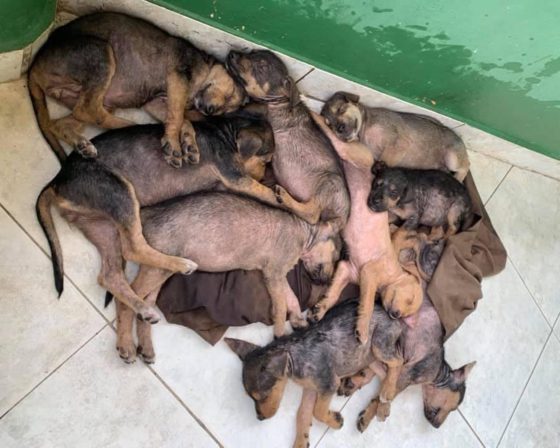 pile of puppies