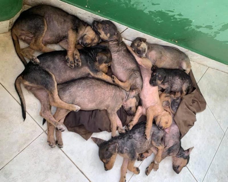 pile of puppies