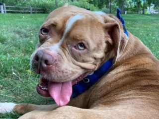 tongue out dog