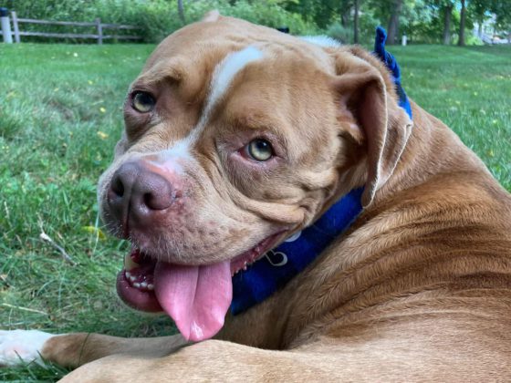 tongue out dog