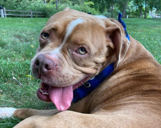 tongue out dog
