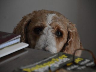 dog with books