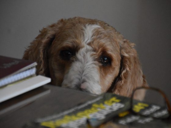 dog with books