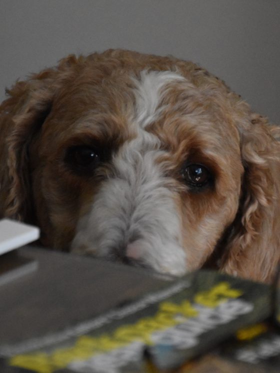 dog with books