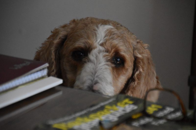 dog with books