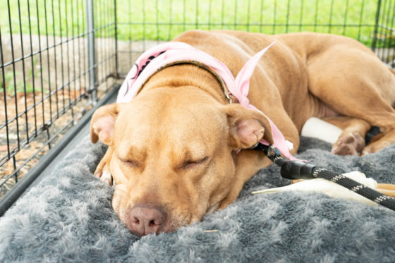 sleeping pitbull