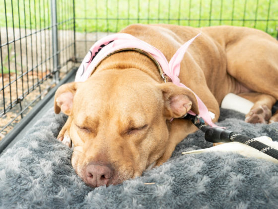 sleeping pitbull