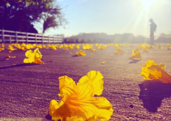 flower in road