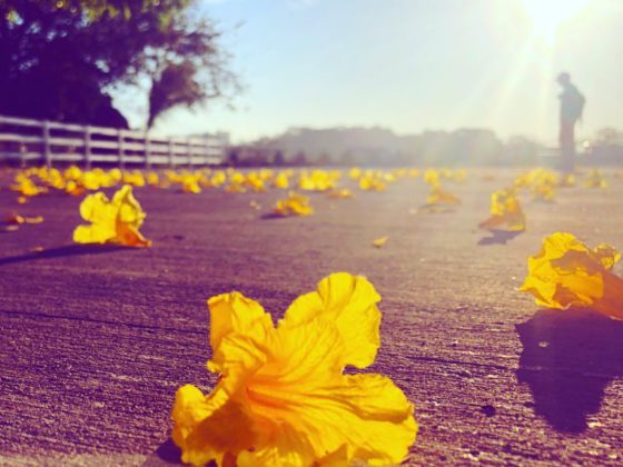 flower in road