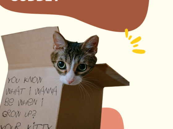 help homeless animals