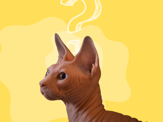 cat losing hair