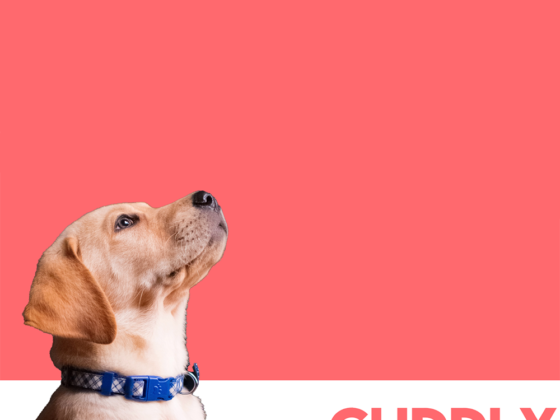tips to know before adopting a pet
