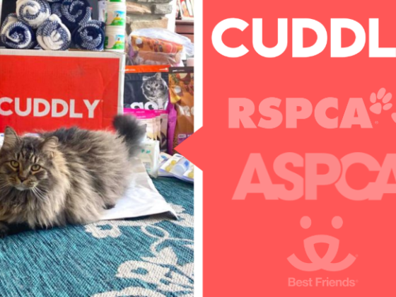 best organizations helping animals