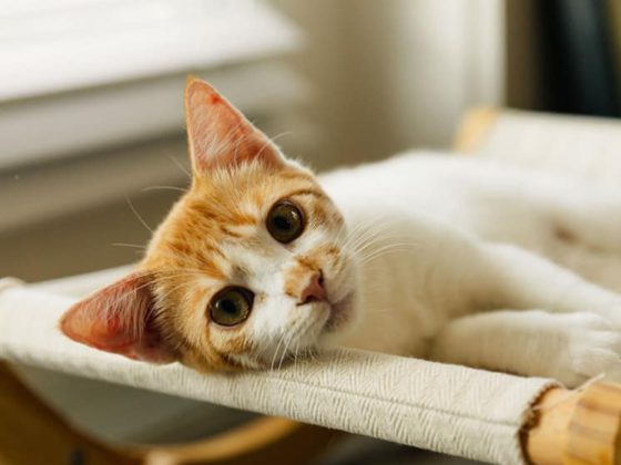 cat big eyes