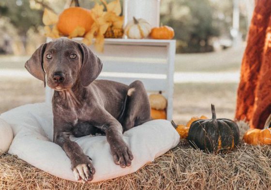 rescue dog with pumpkin